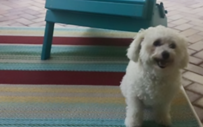 How to Keep Summer Travel with Your Pet both Fun and Safe
